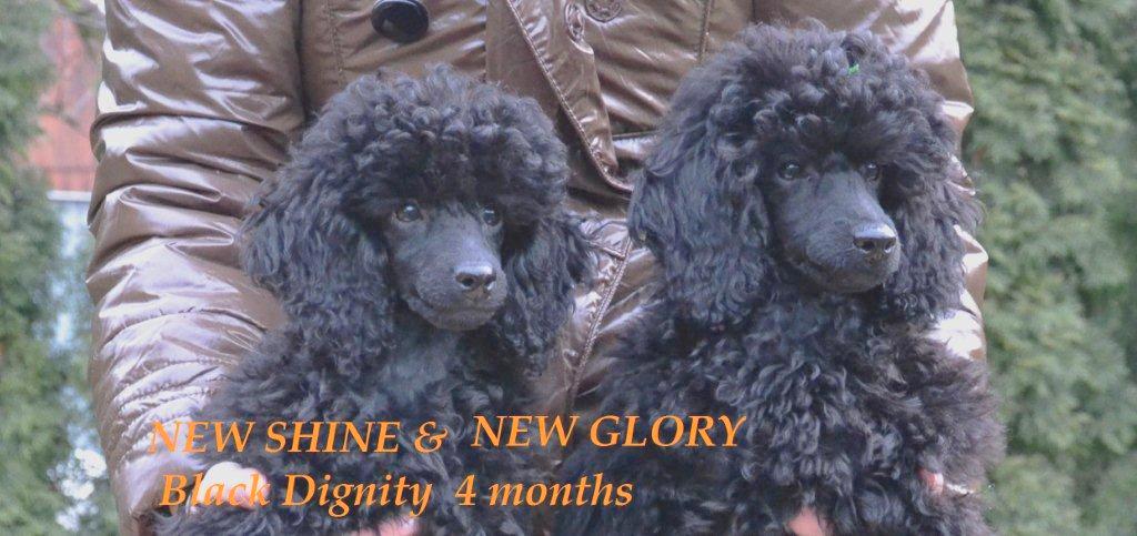 NEW SHINE & NEW GLORY Black Dignity